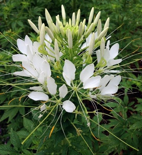 Cleome hassleriana Blanc