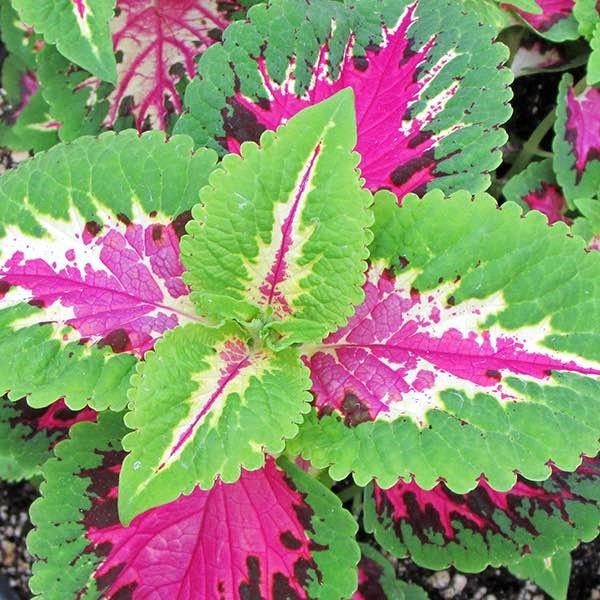 Coleus Wizard Rose