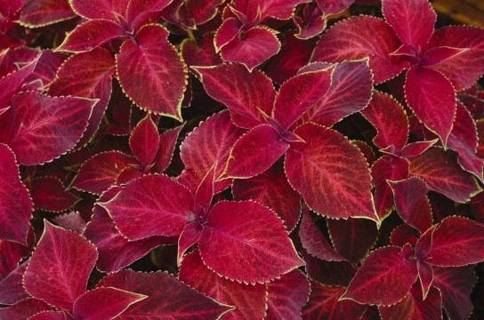 Coleus Red Velvet