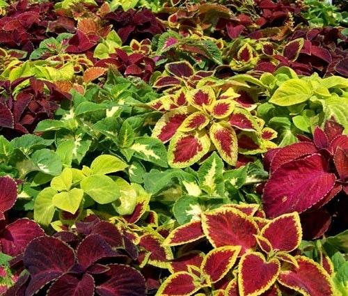 Coleus Mix