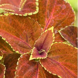 Coleus Fairway Orange