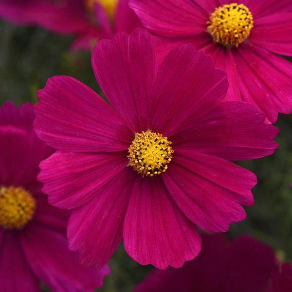 Cosmos Sonata Purple Shades 