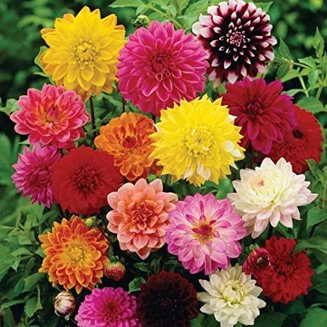 Dahlia mix