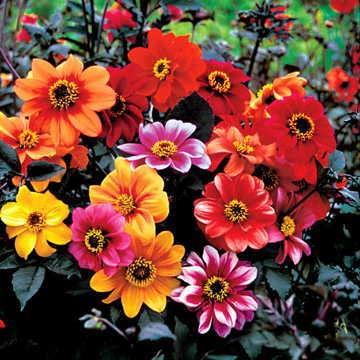 Dahlia Bishop's Children Mix