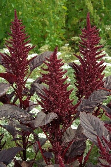 Amaranthus rouge