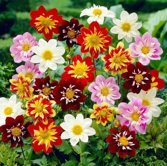 Dahlia Harlequin Mix