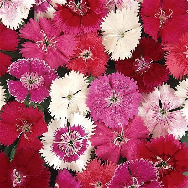 Dianthus Mix