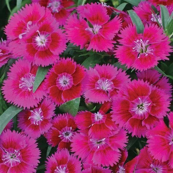 Dianthus Violet