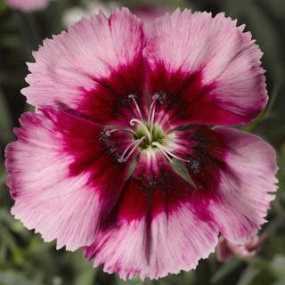 Dianthus Crimson Eye