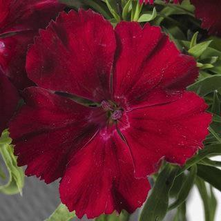 Dianthus Crimson Red