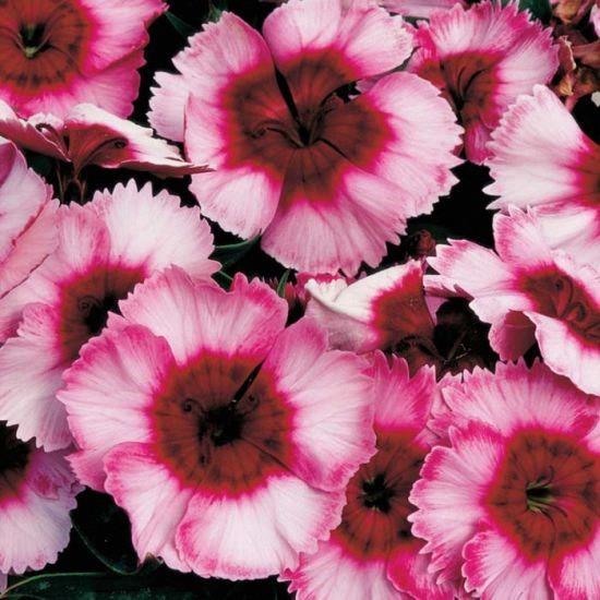 Dianthus Raspberry