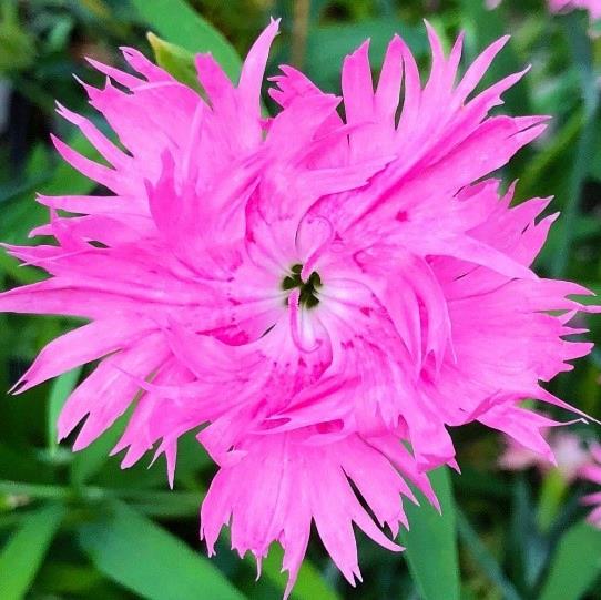 Dianthus Supra Pink