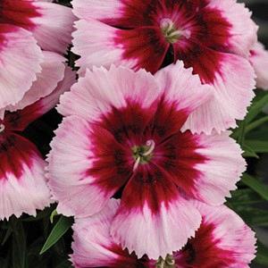 Dianthus Red Peppermint