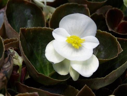 Begonia semperflorens-cultorum 'Cocktail Whiskey' (Blanc-brun)