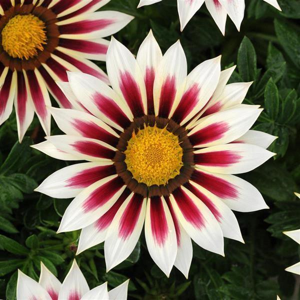 Gazania ripens rose stripes