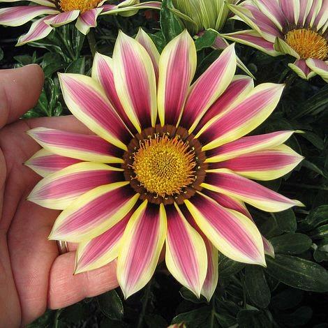 Gazania ripens Big Kiss White Flame