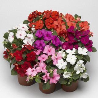 Impatiens walleriana Mix