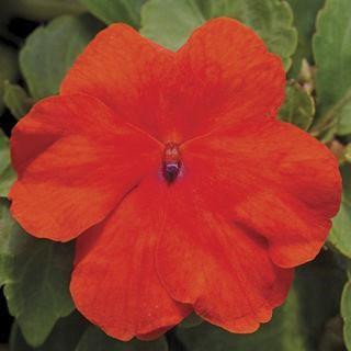 Impatiens wallerina Deep Orange