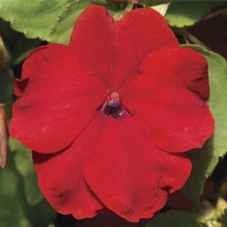 Impatiens walleriana Rouge