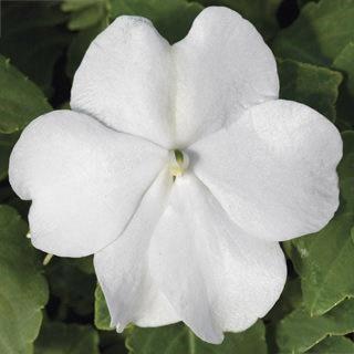 Impatiens walleriana Blanc