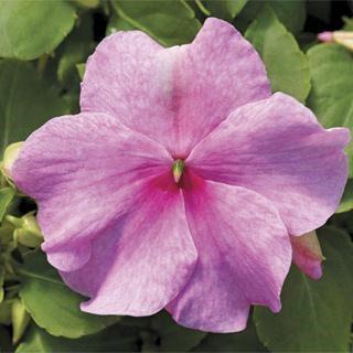 Impatiens walleriana Pink