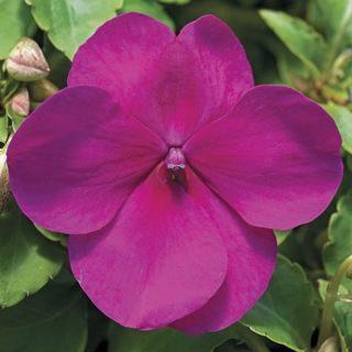 Impatiens walleriana Violet