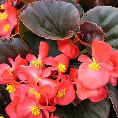 Begonia semperflorens-cultorum 'Cocktail Vodka' (Rouge-brun)