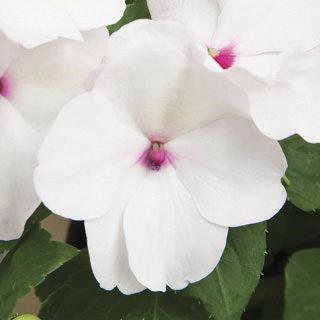 Impatiens walleriana Bright Eye