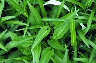 Ipomoea aquatica / water convolvulus (épinard d'eau)