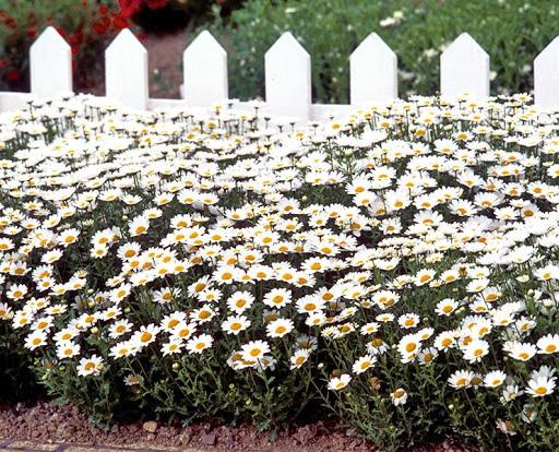 Chrysanthemum blanc