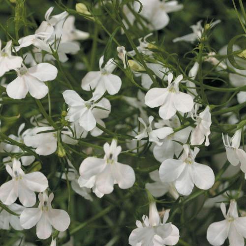Lobelia pendula regatta blanc