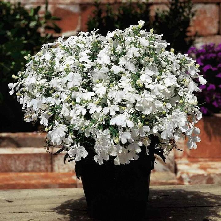 Lobelia compacta riviera blanc
