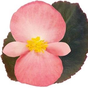 Begonia semperflorens-cultorum 'Cocktail Gin' (Rose-brun)