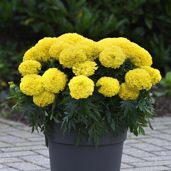 Marigold (gros/tagetes erecta) jaune