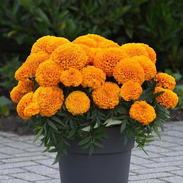 Marigold (gros/tagetes erecta) orange