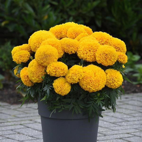 Marigold (gros/tagetes erecta) gold