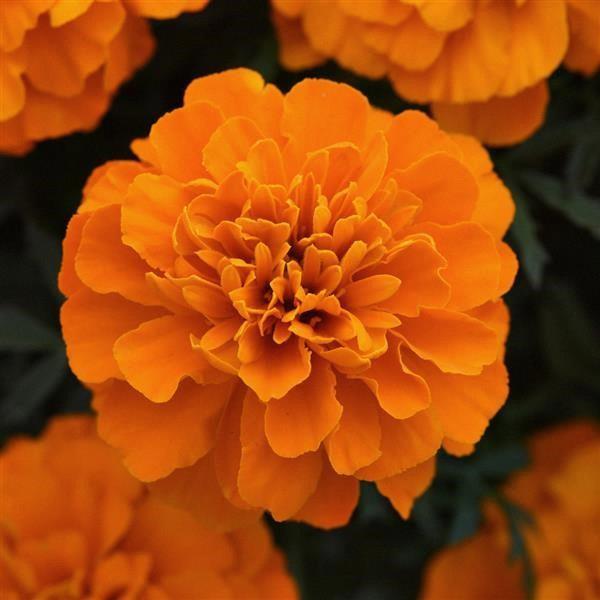 Marigold (petit/tagetes patula) Bonanza™ Deep Orange
