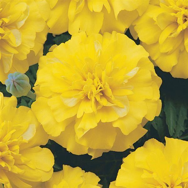 Marigold (petit/tagetes patula) Bonanza™ Jaune (bicolore)