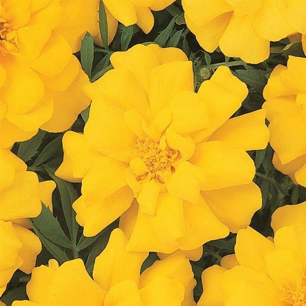Marigold (petit/tagetes patula) Durango® Jaune