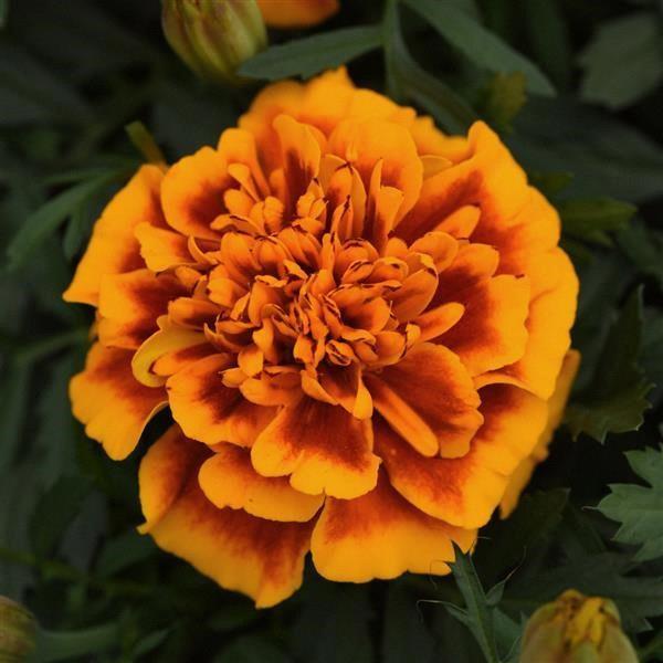 Marigold (petit/tagetes patula) Bonanza™ Flame