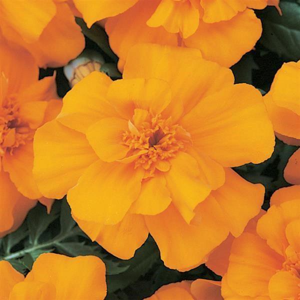 Marigold (petit/tagetes patula) Durango® Orange