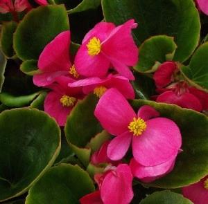 Begonia semperflorens-cultorum 'Olympia rose' (Rose-vert)