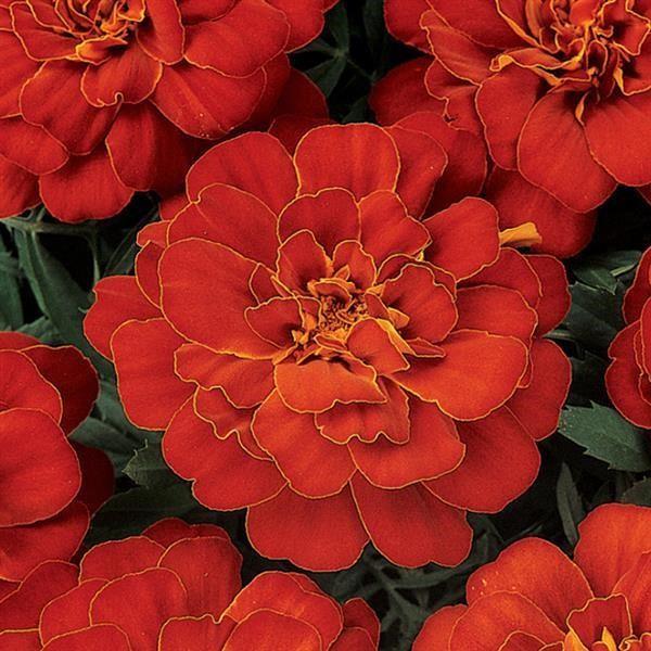 Marigold (petit/tagetes patula) Durango® Rouge