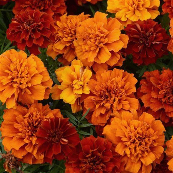 Marigold (petit/tagetes patula) Fireball