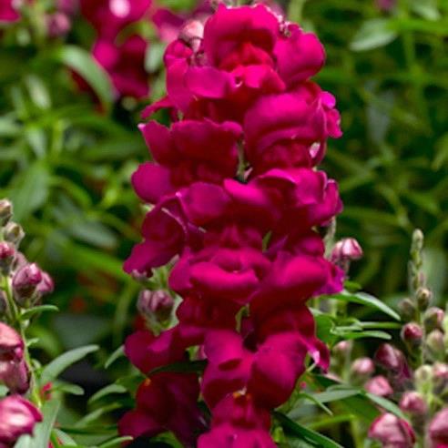 Mufflier (antirrhinum) magenta