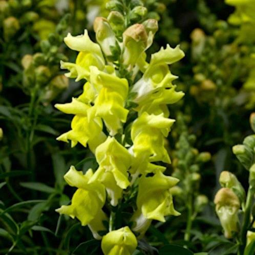 Mufflier (antirrhinum) jaune