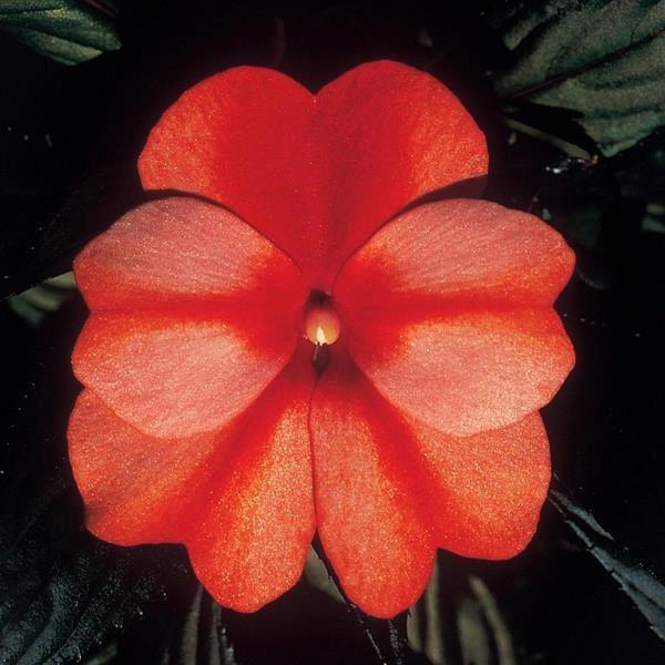 Impatiens nouvelle-guinée ColorPower™ Orange Flame