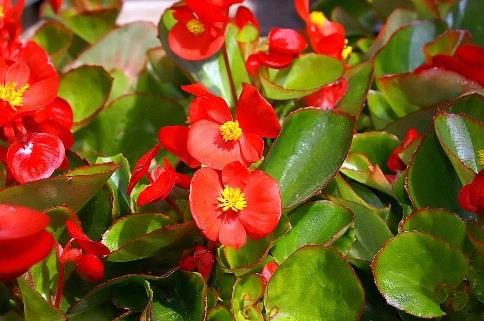 Begonia semperflorens-cultorum 'Olympia rouge' (Rouge-vert)