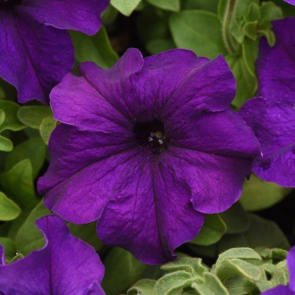 Petunia grandiflora SuperCascade® Blue