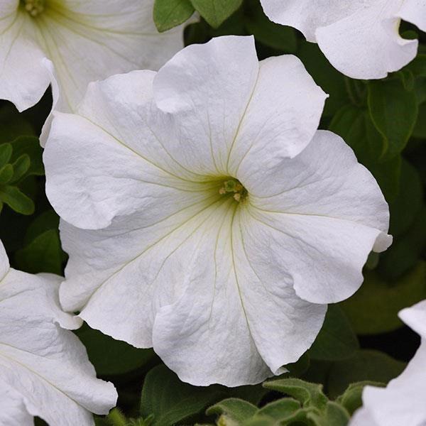 Petunia grandiflora SuperCascade® White